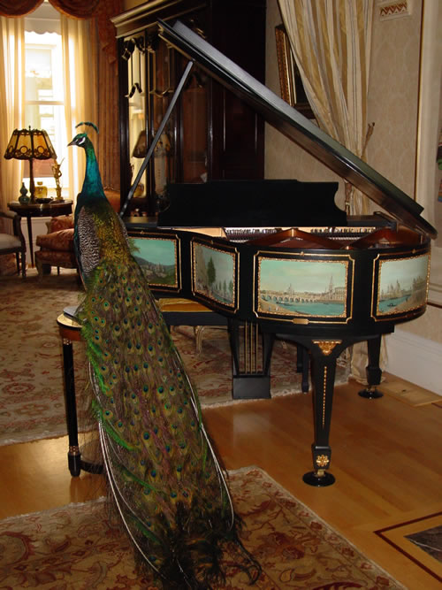 [peacock+on+piano.jpg]
