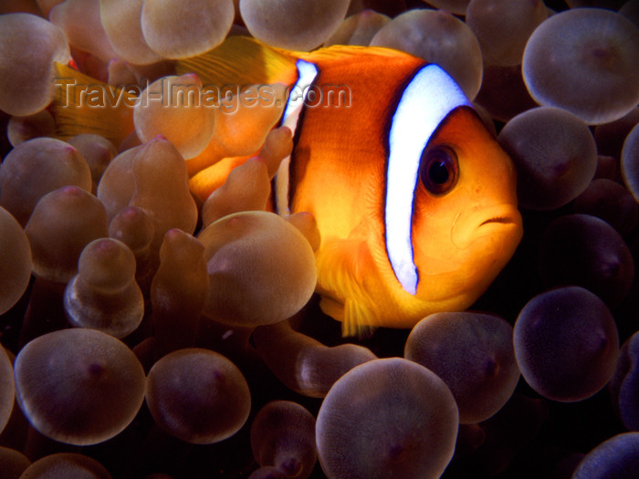 [Egypt+-+Red+Sea+-+Marsa+Alam+-+Clown+fish+hiding+in+anemone.jpg]