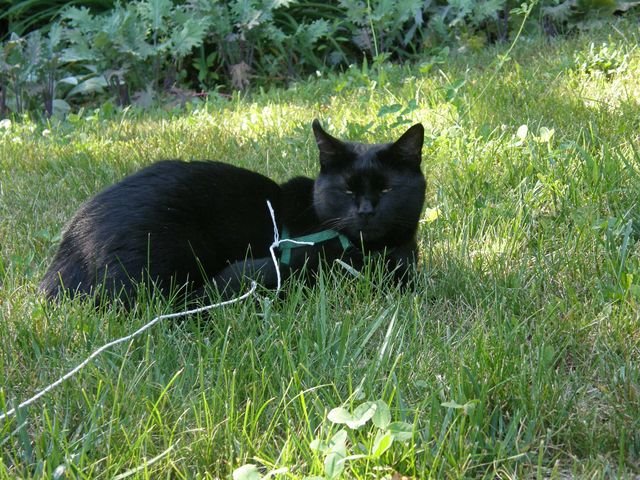 [cats+and+blooms+002+[640x480].JPG]