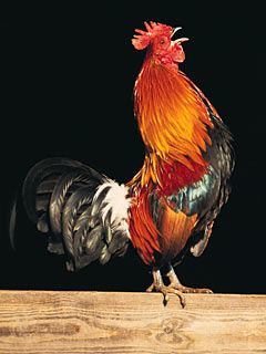 [rooster.jpg]