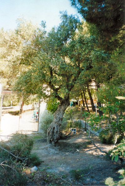 [402px-Lorca_Olive_Tree.jpg]