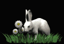 [rabbitblk.gif]