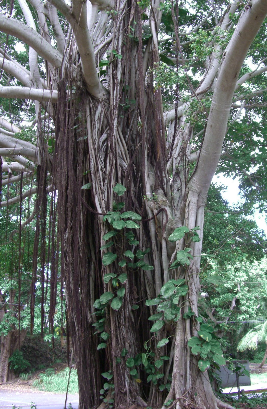 [Banyan+tree.jpg]