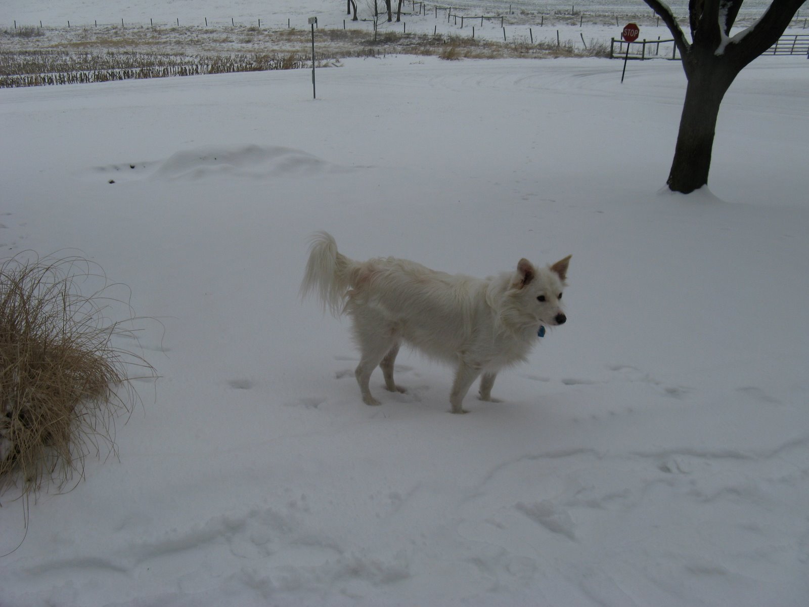 [dogs+and+snow+003.jpg]
