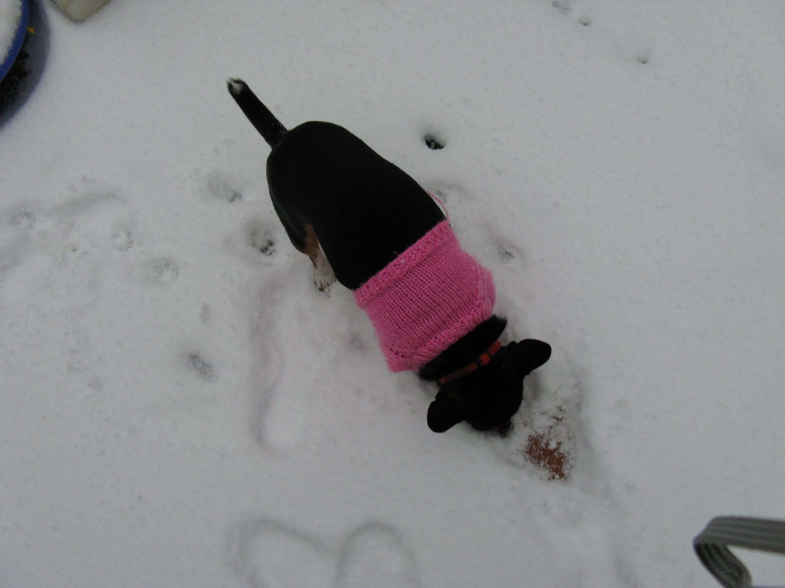 [dogs+and+snow+001.jpg]