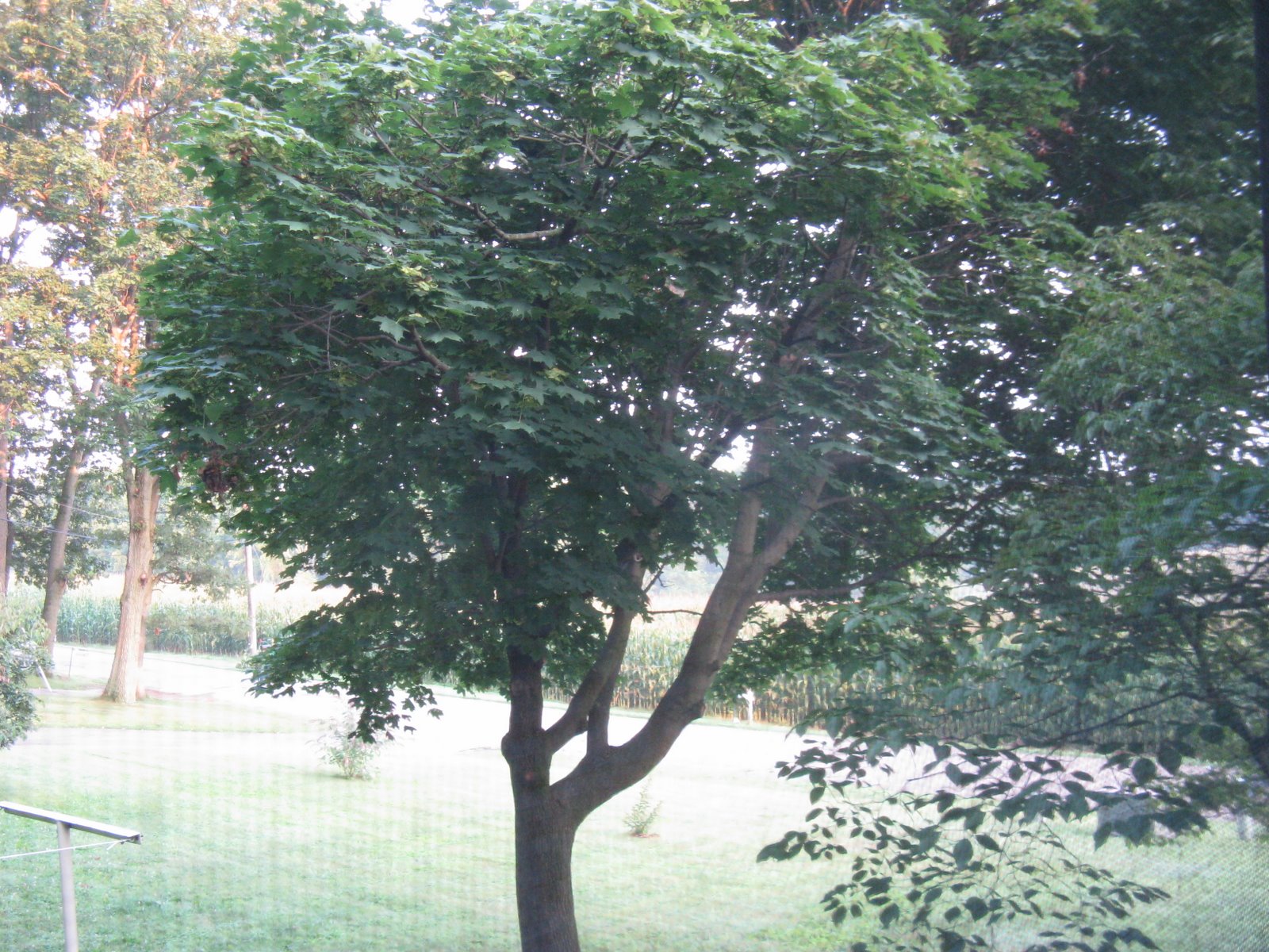 [tree+outside+002.jpg]