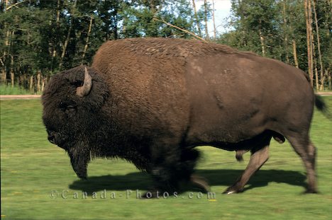 [buffalo-bison_304.jpg]