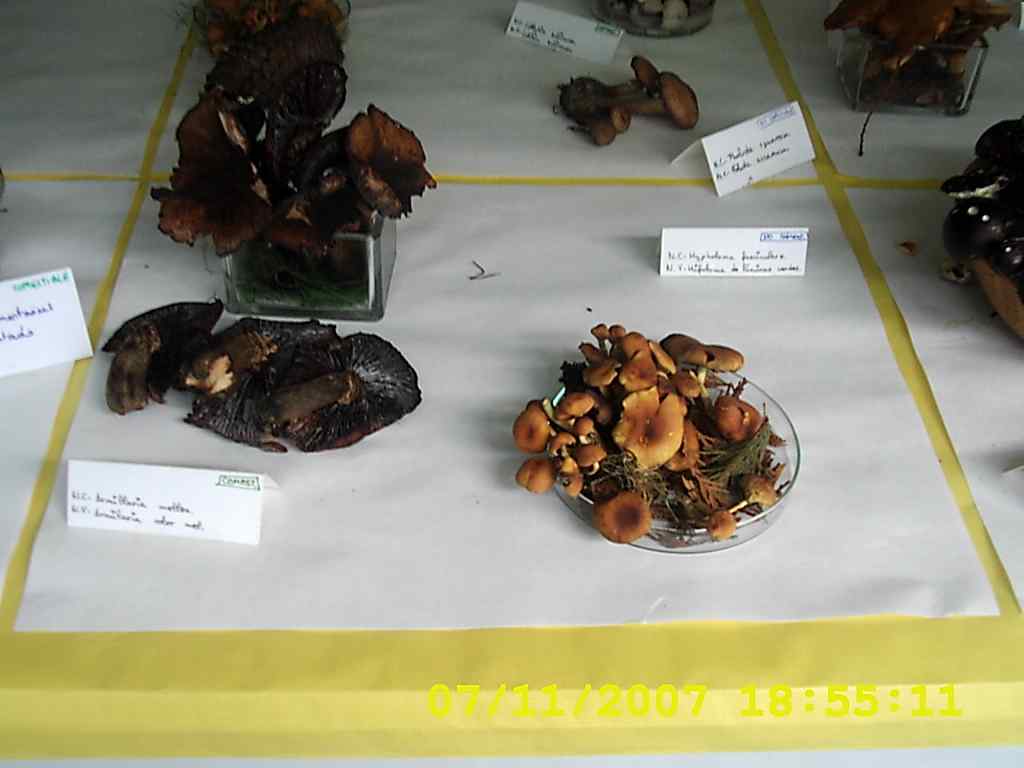[DSCI0011+cogumelos+2007.JPG]