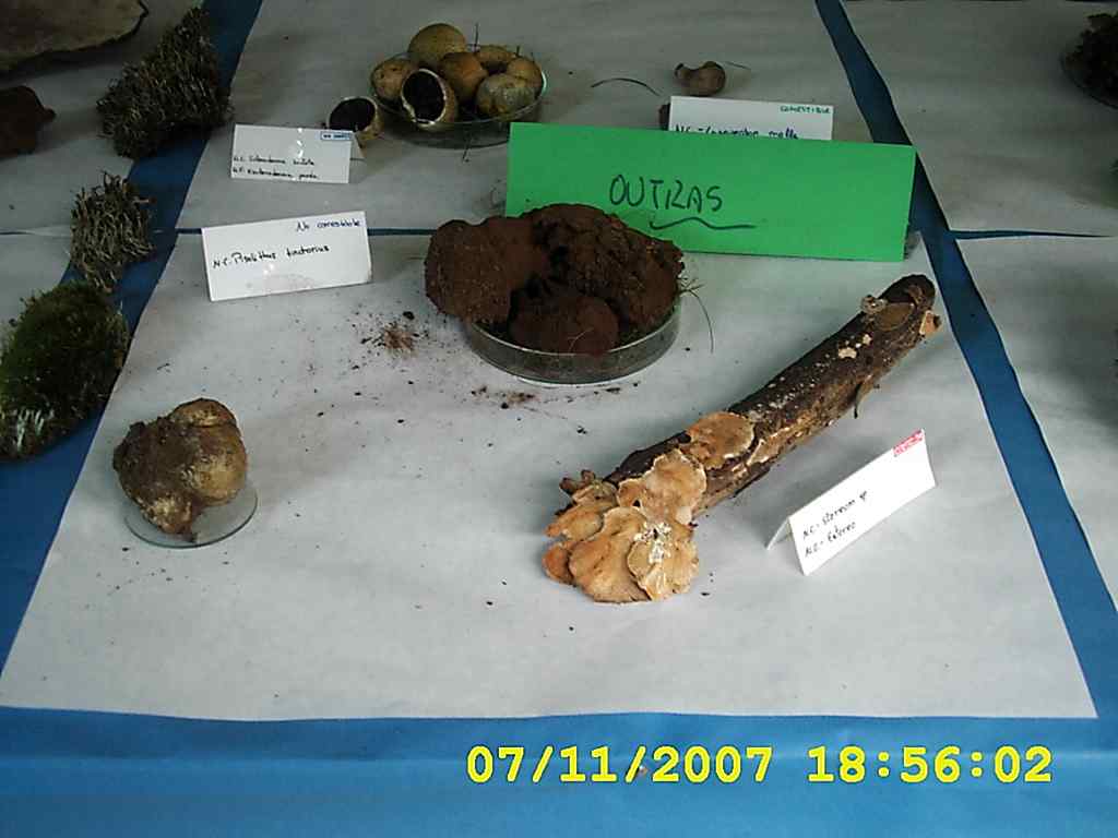 [DSCI0017+cogumelos+2007.JPG]