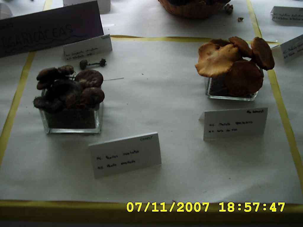 [DSCI0028+cogumelos+2007.JPG]