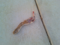 So if you find a Rabbits foot and it's still attached to the leg, is it still good luck?