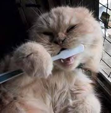 [brushing-kitty.jpg]
