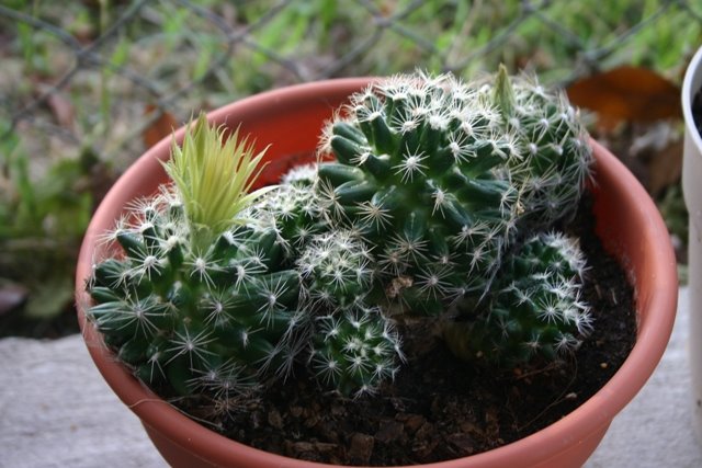 [cactus+plant.JPG]