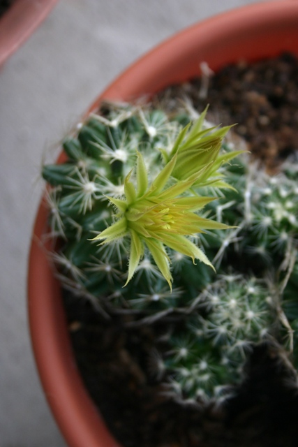 [cactus+bloom.JPG]