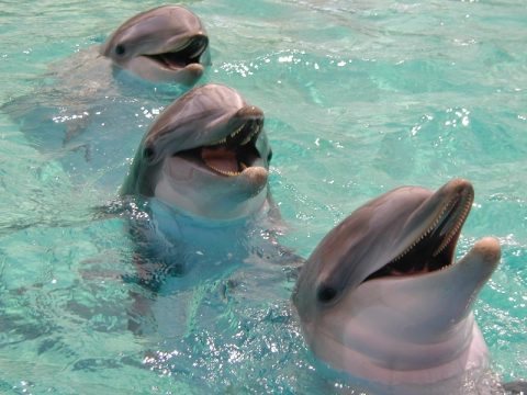 [smiling-dolphin-pictures-480.jpg]