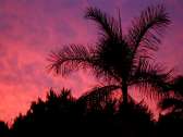 [palm-sunset-thmb.jpg]