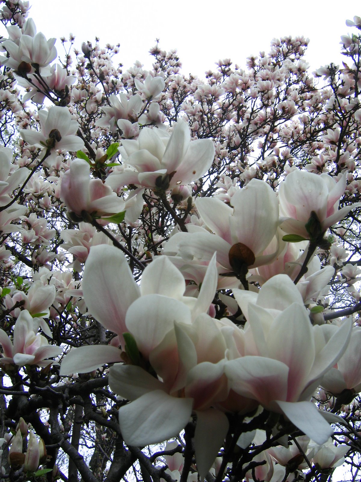 [magnolia+4.jpg]