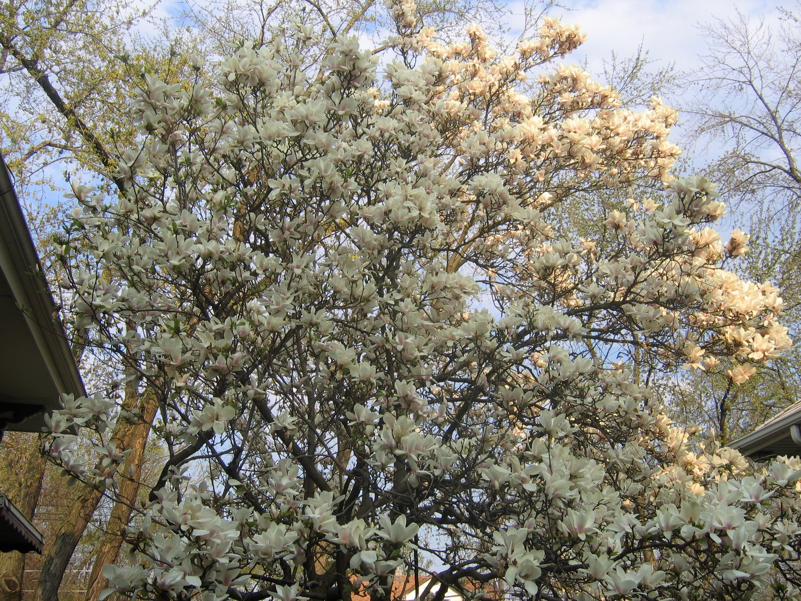 [magnolia+tree+6.jpg]
