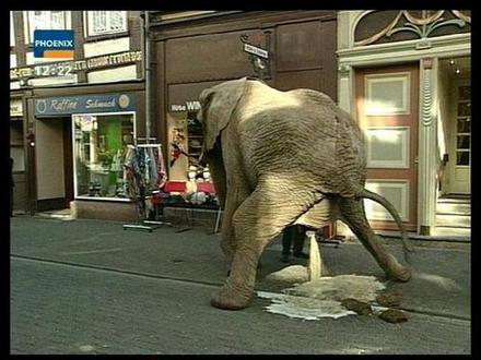 [elephant+pee+at+the+road.jpg]