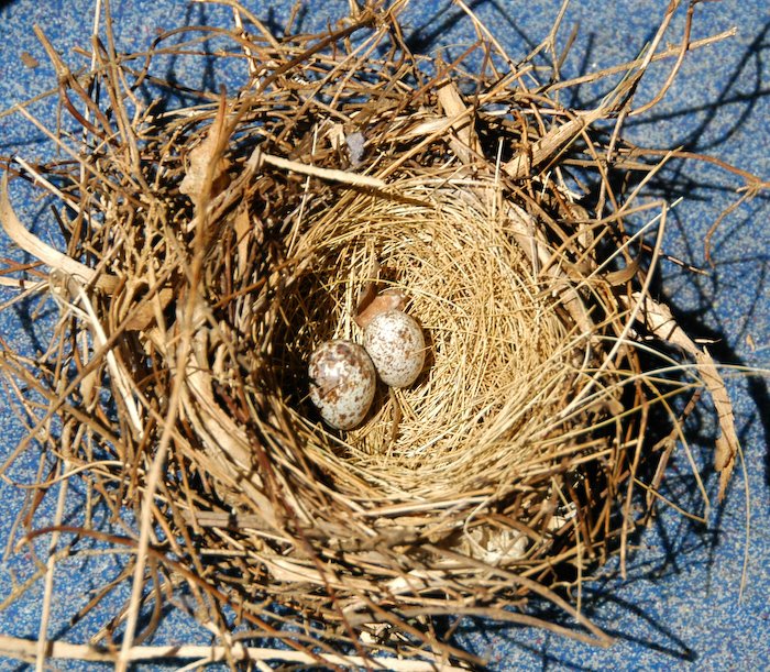 [cardinal+nest-3.jpg]