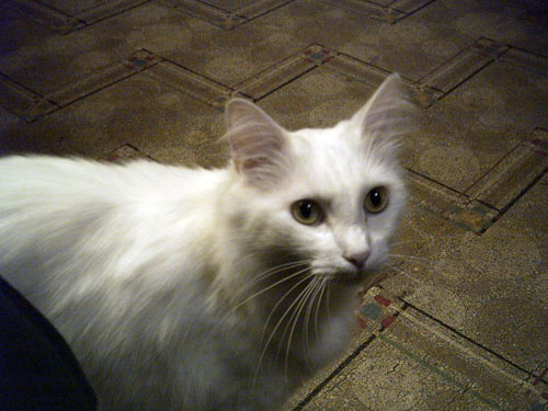 [Mr+Cat+aka+Casper+0858.jpg]