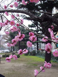 [plum+blossoms.jpg]
