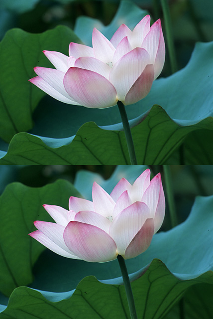 [flor+de+lotus+200b.png]