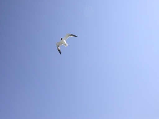 [lone+seagull.JPG]