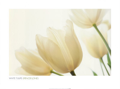 [6845224~Tulipani-bianchi-Posters.jpg]