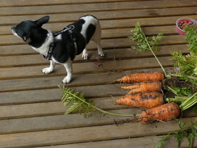[080624+dog+and+carrot.jpg]