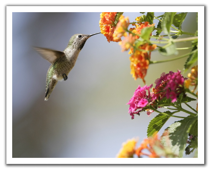 [hummingbird.jpg]