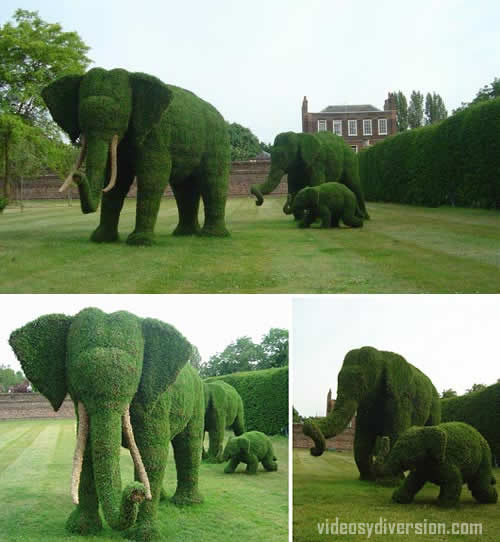 Jardin elefantes con setos y poda
