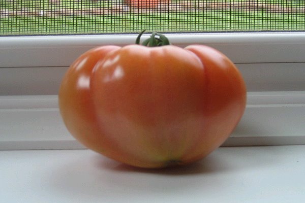 [Tomato.bmp]