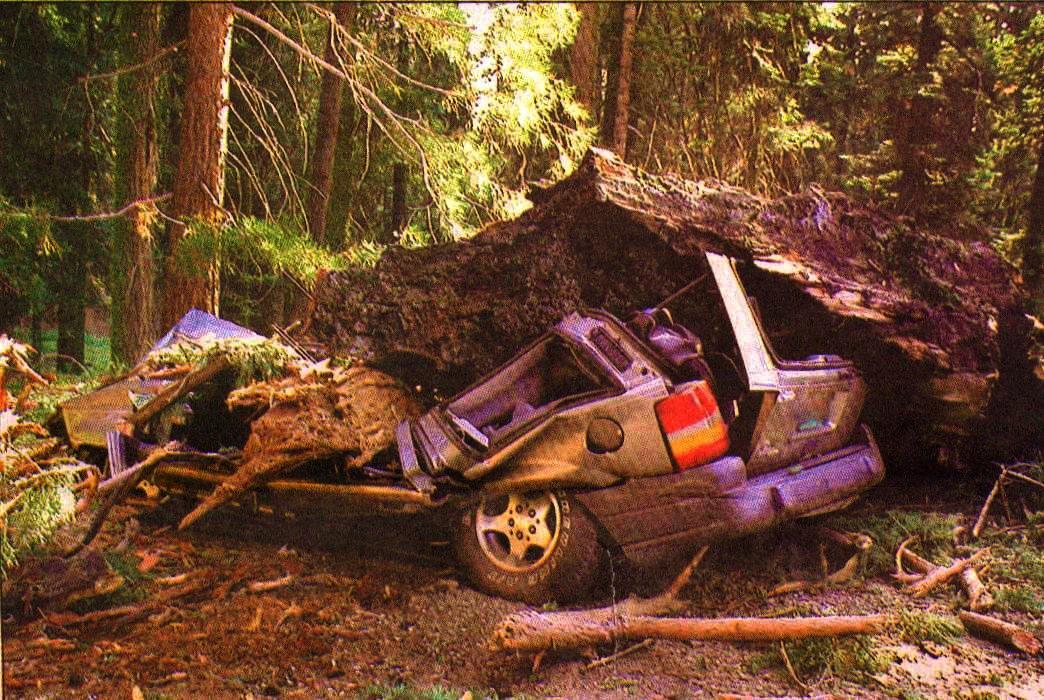 [tree-smashed+car+1.jpg]