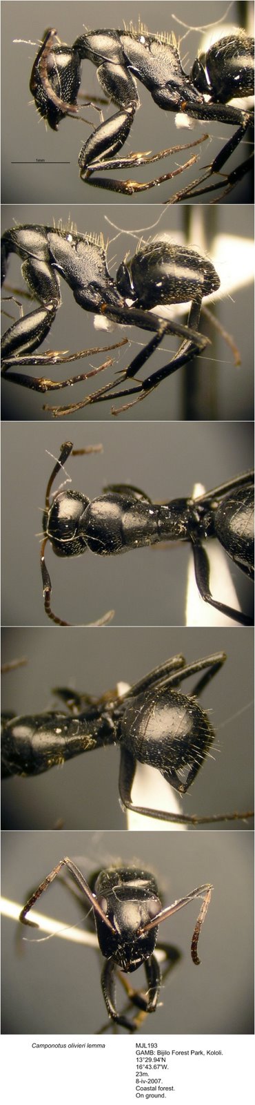[Camponotus+olivieri+lemma+MJL193+photomontage+linear.jpg]