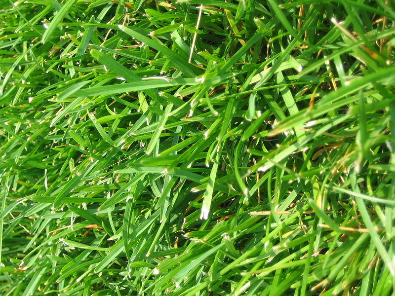 [800px-WIKI-Grass.jpg]