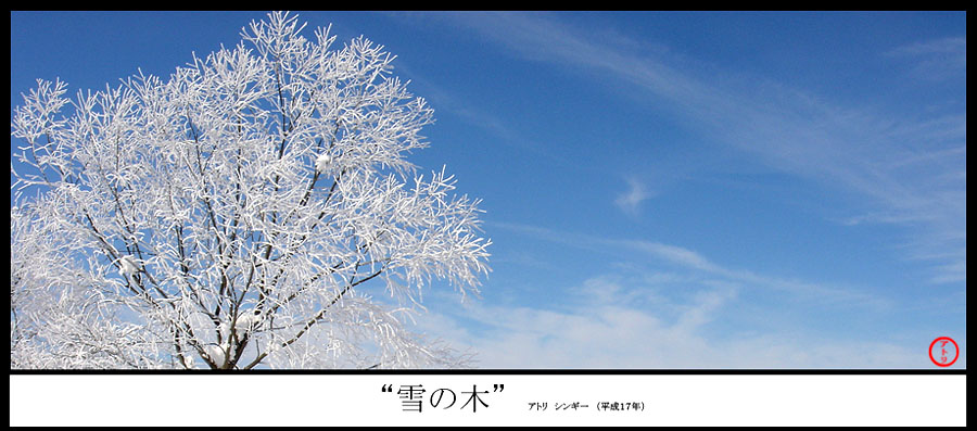 [pohon+salju.jpg]