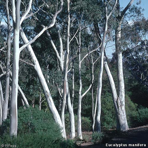 [eucalyptus-mannifera.text.jpg]