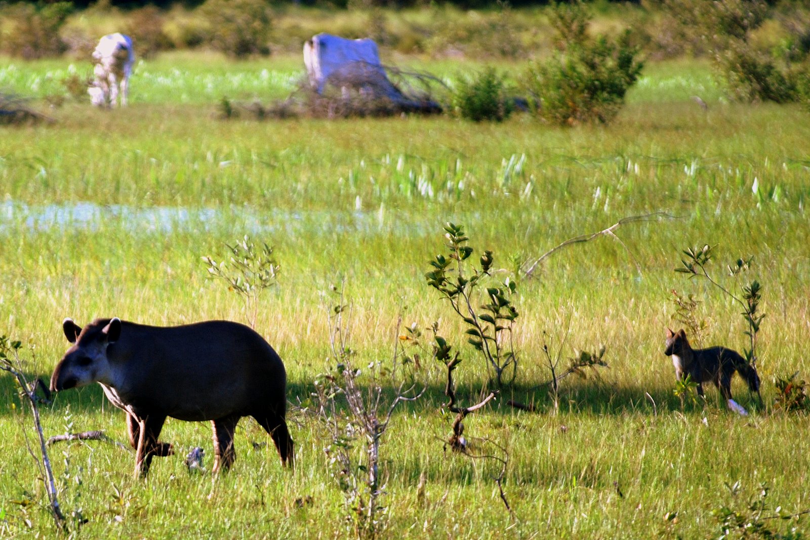 [tapir_pantanal.JPG]