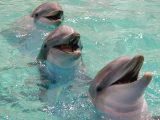 [smiling-dolphin-pictures-120w.jpg]