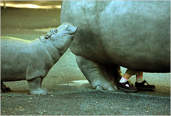 [hippo+with+human+feet.jpg]