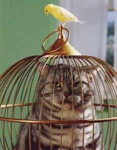 [cat+in+cage.jpg]