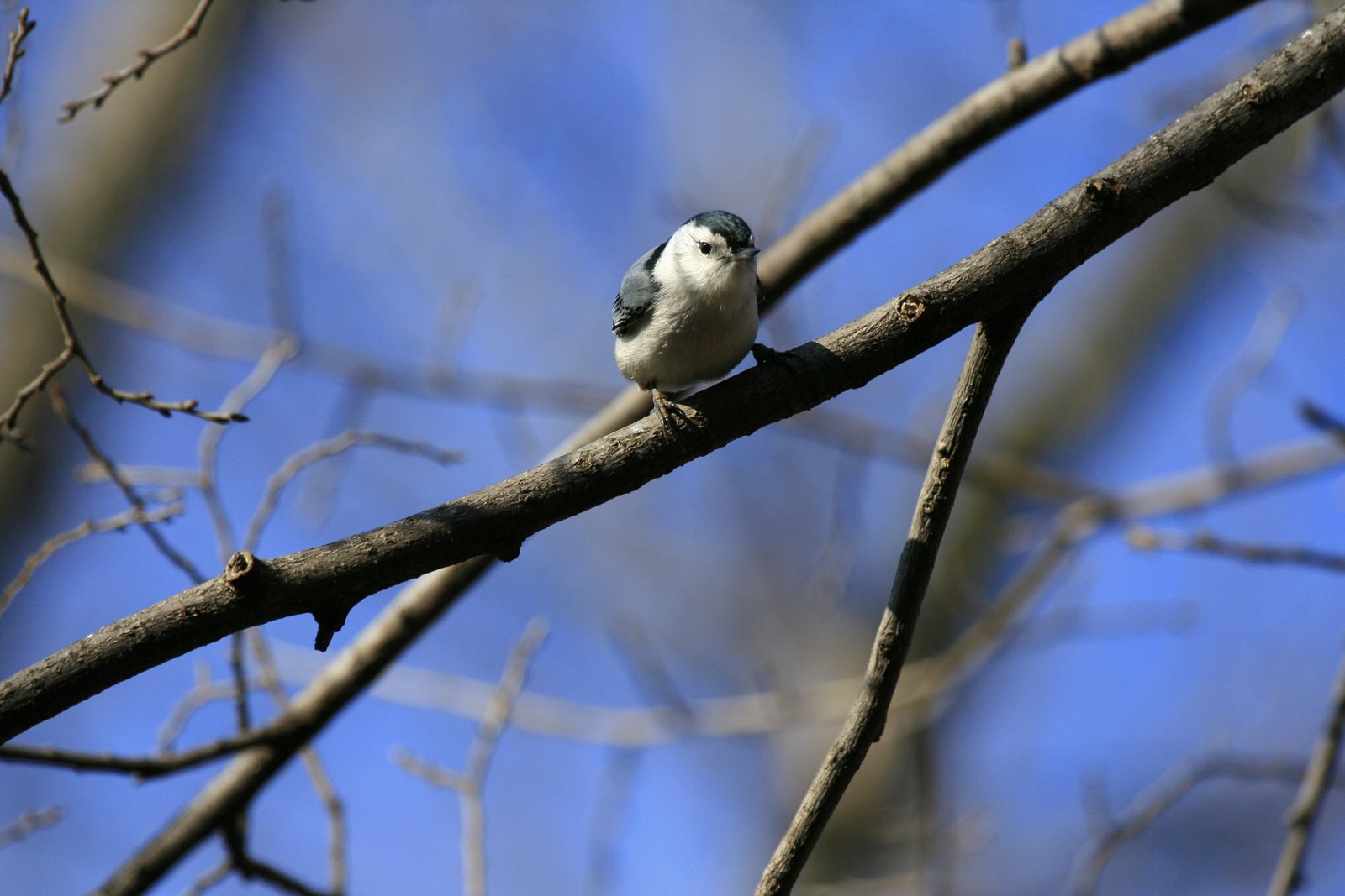 [White-breasted+Nuthatch+Forest+Park_MG_7669.jpg]
