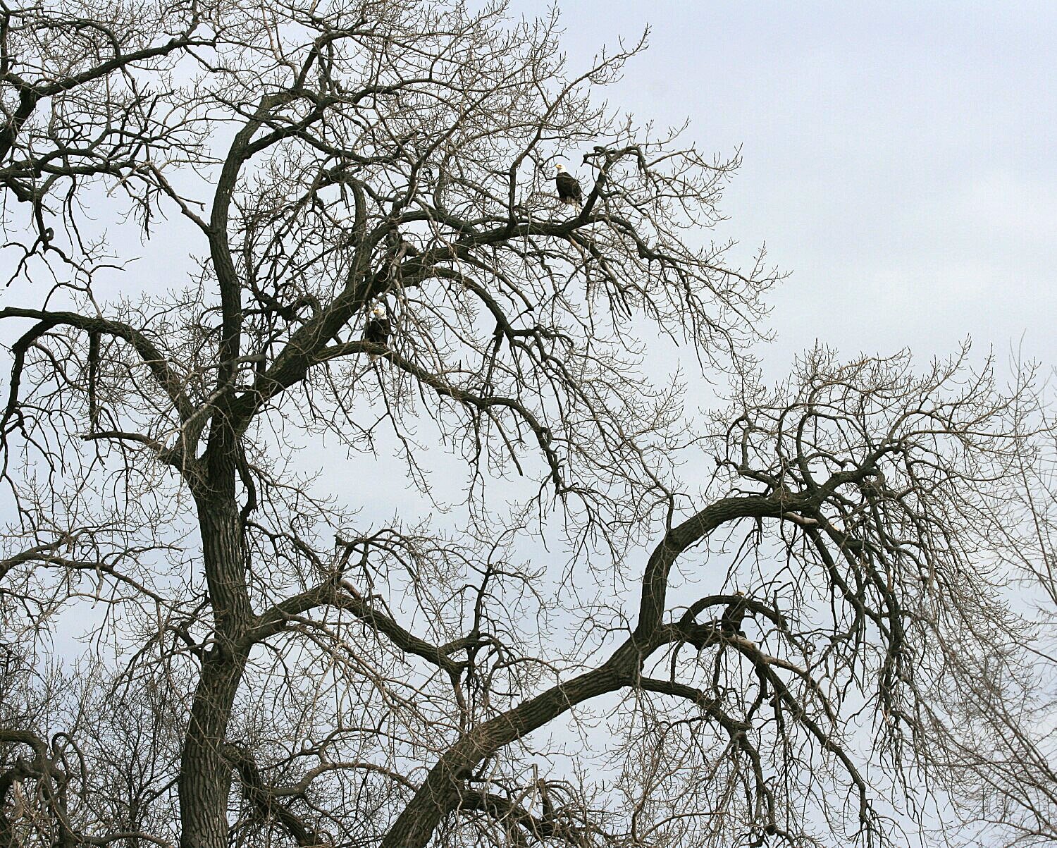 [Bald+Eagle+Tree+IMG_0388.jpg]