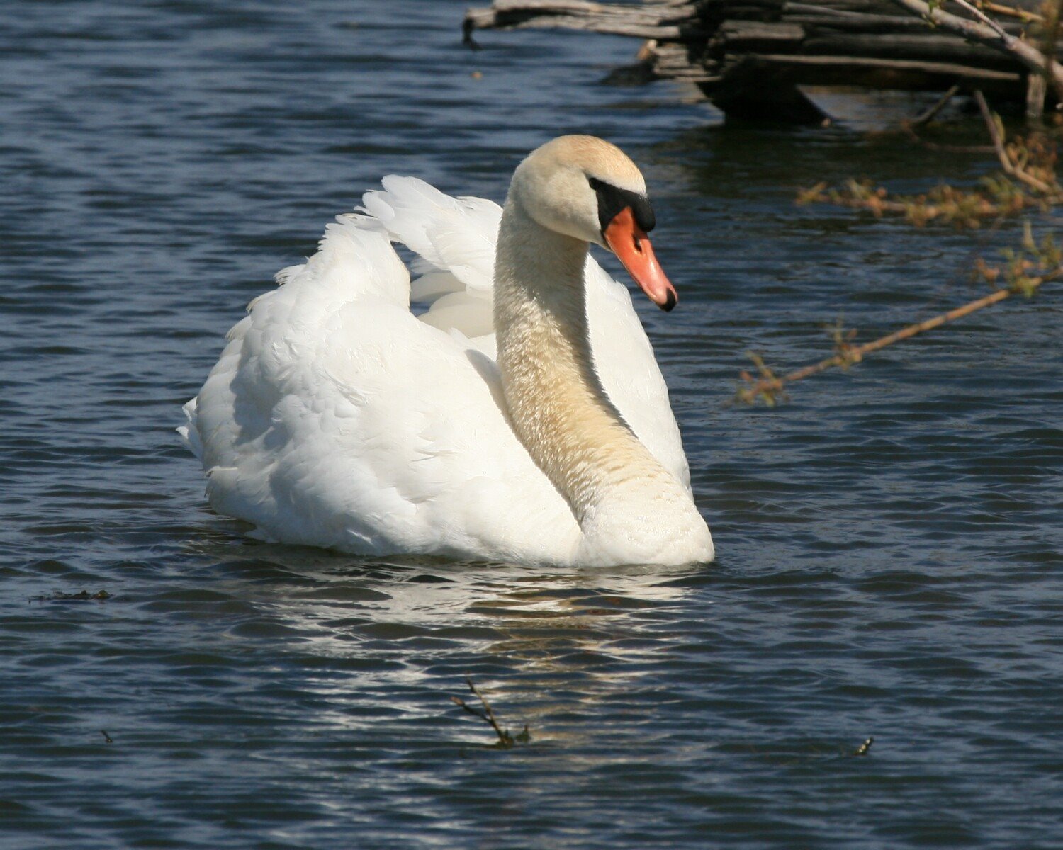 [Mute+Swan+in+Spring+IMG_6320.jpg]