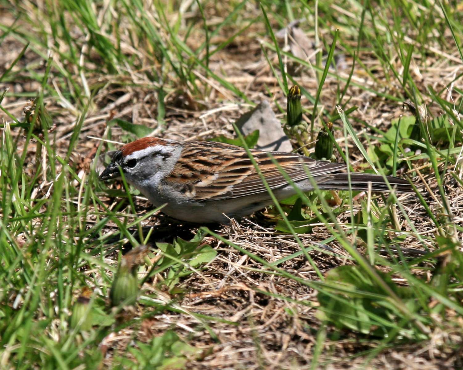 [Chipping-Sparrow-SLB-IMG_64.jpg]