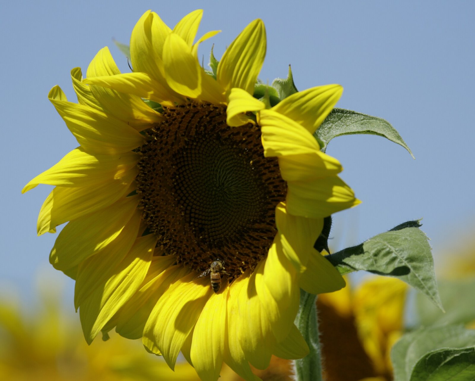 [Sunflowers+Banner+IMG_1282.jpg]