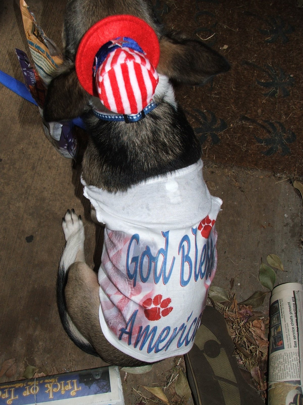 [patriotic+doggy+004.jpg]