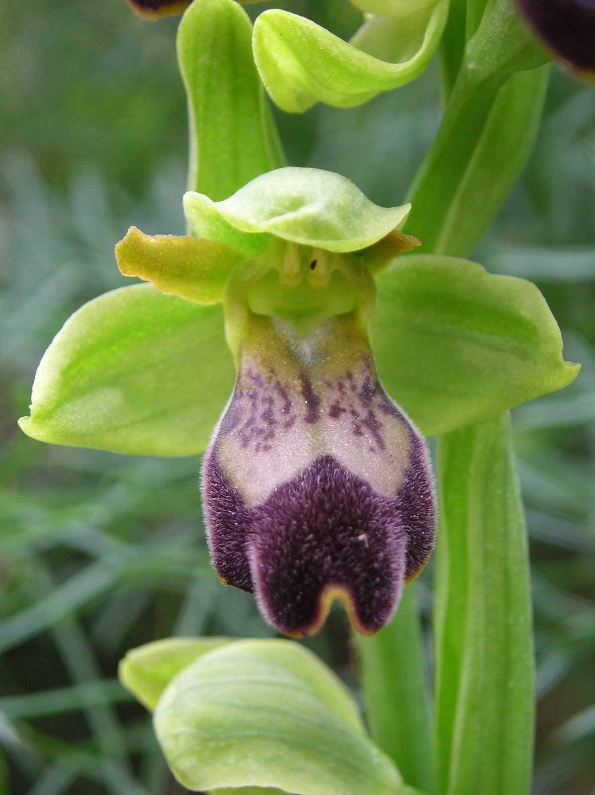 [Ophrys+lupercalis.JPG]