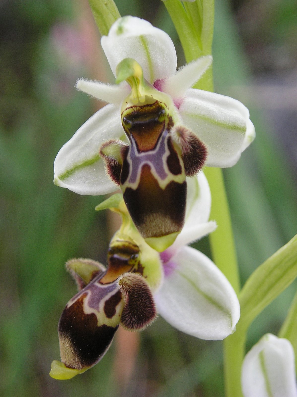 [Ophrys+scolopax.JPG]